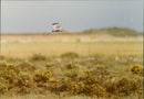 Birds Meadow Hawk - Vintage Photograph