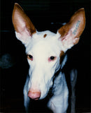 Real Animals Dogs Saluki - Vintage Photograph