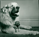 Real Animals Dogs Pyreneer Dog - Vintage Photograph