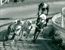Real Animal Dogs Racing - Vintage Photograph