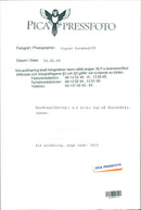 Real Animal Dogs Racing - Vintage Photograph