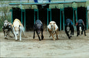 Real Dogs Race race - Vintage Photograph