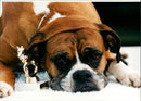 Dogs: Ben the Boxer - Vintage Photograph