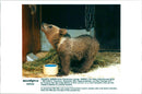 Brown Bears. - Vintage Photograph