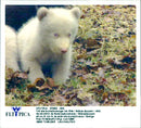 Malay Bears in Skansen - Vintage Photograph