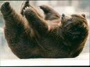 Malay Bears - Vintage Photograph