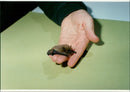 Animals: Bats, Kuhl's pipistrelle. - Vintage Photograph