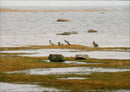 Oil Remediation on Gotland. - Vintage Photograph