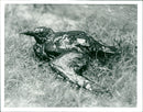 REAL: ENERGY 01years: - 1980 Disasters - Vintage Photograph