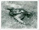 Oil disaster. - Vintage Photograph