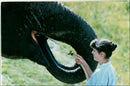 Elephants Indian - Vintage Photograph