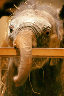 Elephants Indian - Vintage Photograph