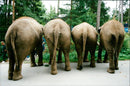 Elephants Indian - Vintage Photograph