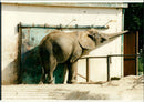 Elephants Indian - Vintage Photograph