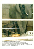 Elephants Indian - Vintage Photograph