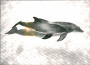 Kolmården wildlife park - Vintage Photograph