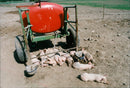 Pigs - Vintage Photograph