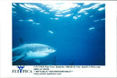 Animals Fish: Sharks - Vintage Photograph