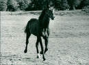 Meadow Road, Equestrianism. - Vintage Photograph