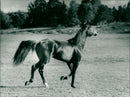 Meadow Road, Equestrianism. - Vintage Photograph