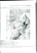 Golden Retriever, Dogs - Vintage Photograph