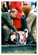 Fox Terrier, Dogs - Vintage Photograph