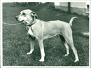 Dogs Rhodesian Ridgeback, African lion dog. - Vintage Photograph