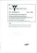 Dogs Rhodesian Ridgeback, Simbashana's Idefix. - Vintage Photograph