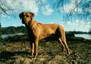 Dogs Rhodesian Ridgeback, Simbashana's Idefix. - Vintage Photograph