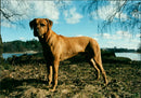 Dogs Rhodesian Ridgeback, Simbashana's Idefix. - Vintage Photograph