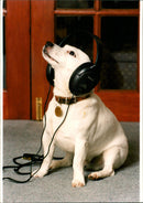 Master's Voice dog - Vintage Photograph
