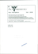 Giraffe, Kenya - Vintage Photograph