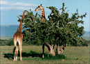 Giraffe, Kenya. - Vintage Photograph