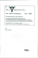 Giraffe, South Africa - Vintage Photograph