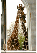 Giraffe. - Vintage Photograph