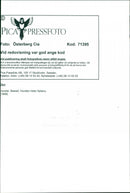 Dogs, Basset is called Bracco. - Vintage Photograph