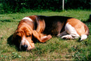 Dogs, Basset is called Bracco. - Vintage Photograph