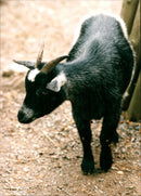 Animal: Sheep - Vintage Photograph