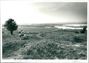 Pegsdon Hills - Vintage Photograph