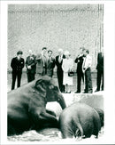 London Zoo - Vintage Photograph