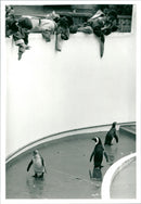 London Zoo - Vintage Photograph