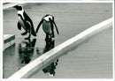 London Zoo - Vintage Photograph