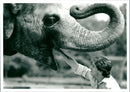 London Zoo - Vintage Photograph