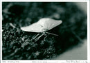 Moth - Vintage Photograph
