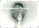 Mouse - Vintage Photograph