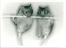 Mouse - Vintage Photograph