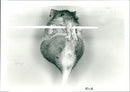 Mouse - Vintage Photograph