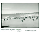 Penguins - Vintage Photograph
