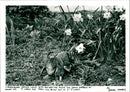 Penguin - Vintage Photograph