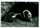 Penguin - Vintage Photograph